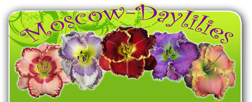 лилейник. Продажа новых сортов многолетных цветов лилейников. Посмотреть фото и купить гибридные лилейники можно на сайте.